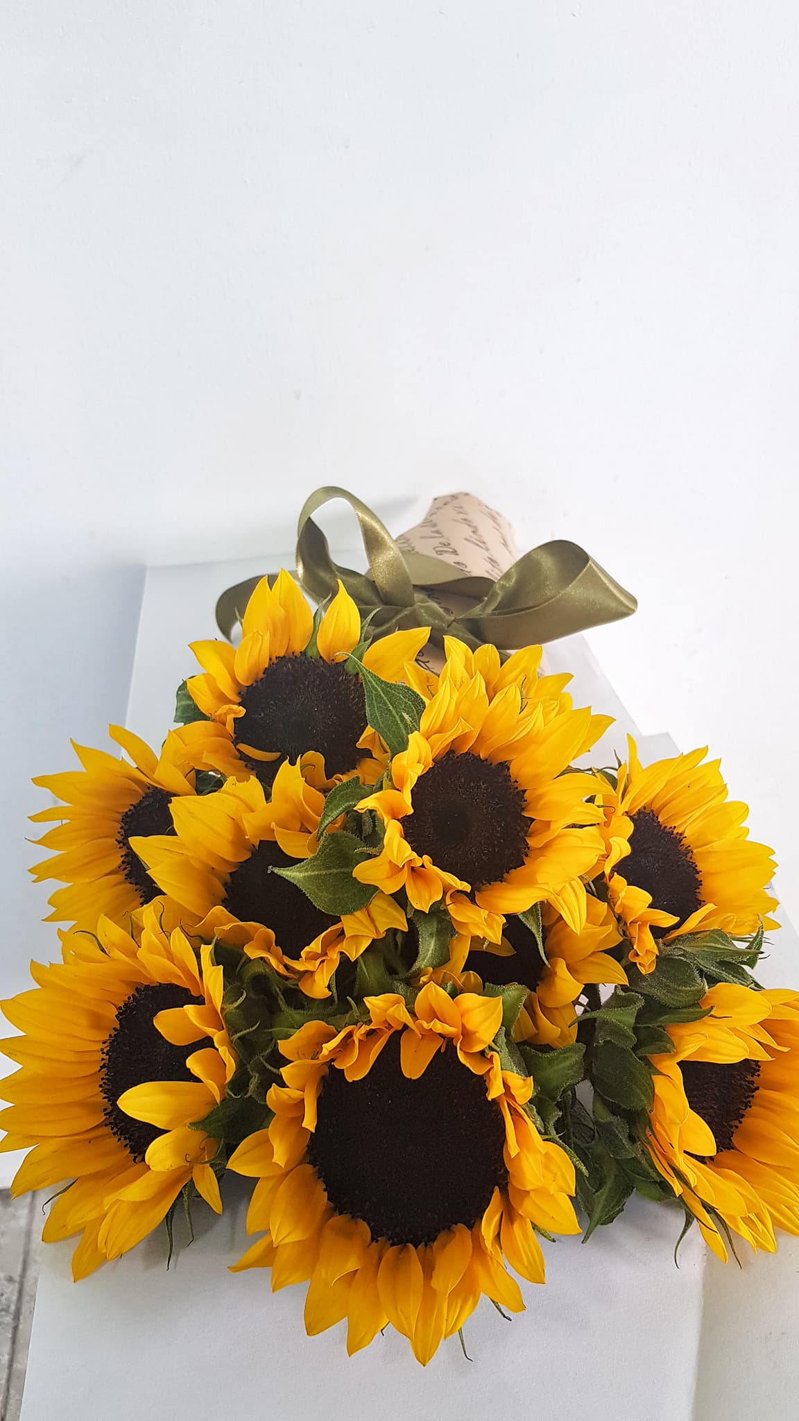 Alamos ( 10 Girasoles) 10 Mayo